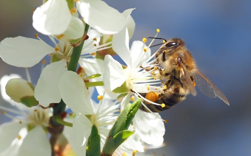 Abeja libando en una flor