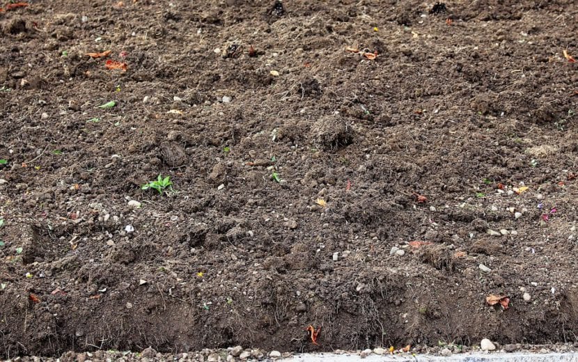 Vermicompost o humus de lombriz de textura granulosa