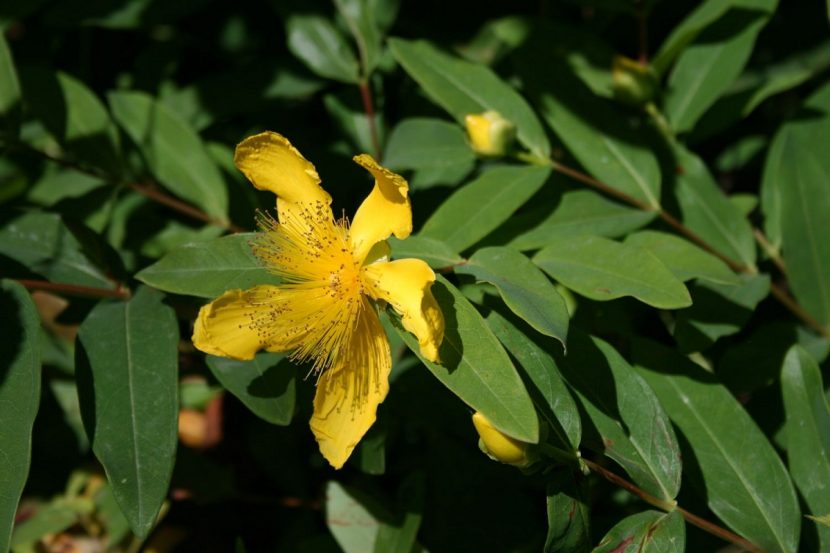 Masa de Hypericum calycinum plantada como tapizante