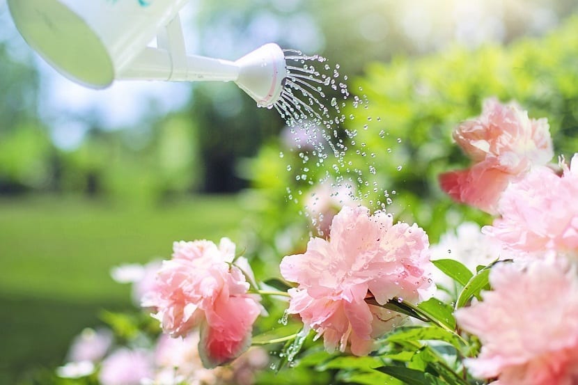 Cómo ahorrar agua en el jardín: herramientas y técnicas eficaces