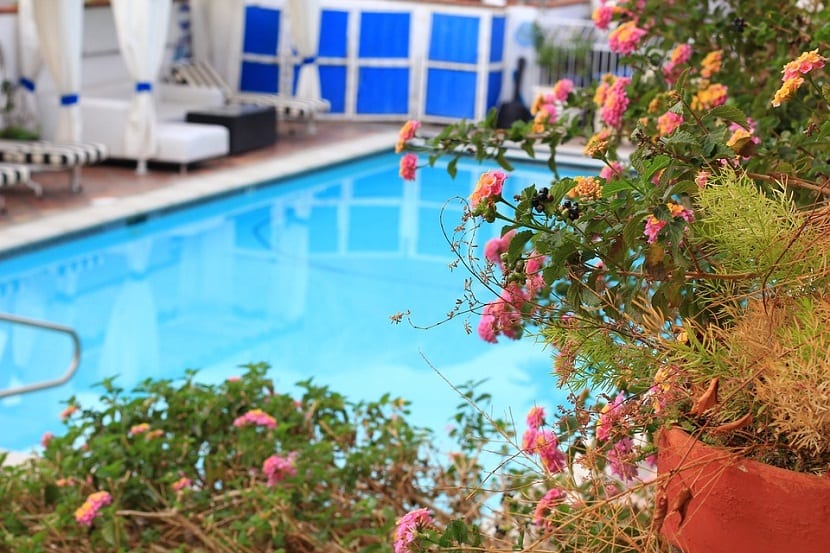 Jardines con piscina: plantas, distancias y errores