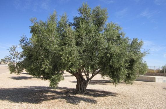 Olivo adulto en un terreno seco