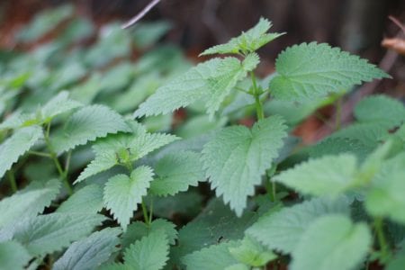 Ortiga verde para preparar extractos vegetales