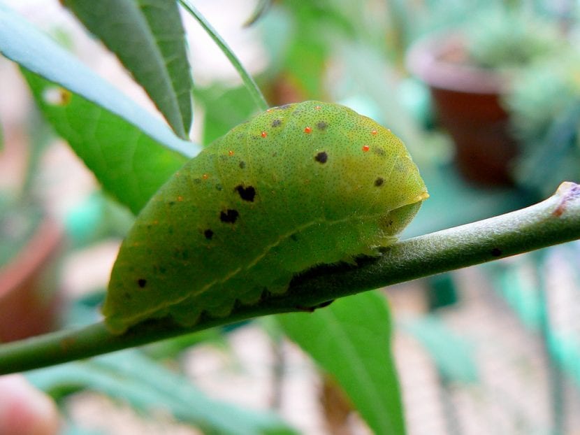 Oruga verde de mariposa chupaleches sobre una hoja