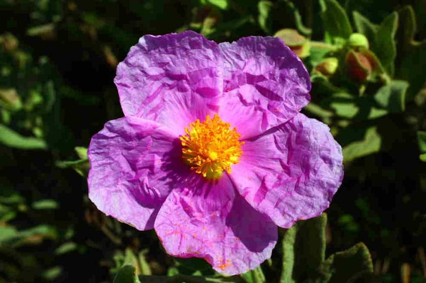 Detalle de la flor rosada de la estepa blanca