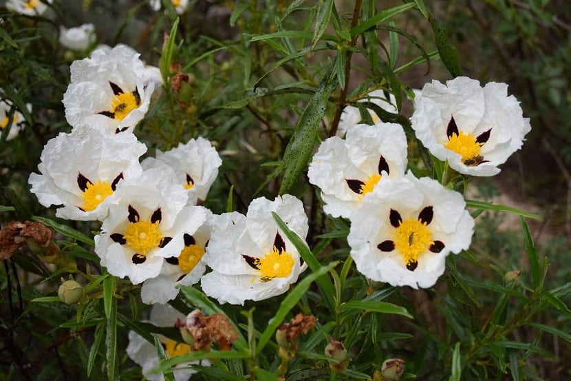 Mata de Cistus albidus o jara blanca en flor