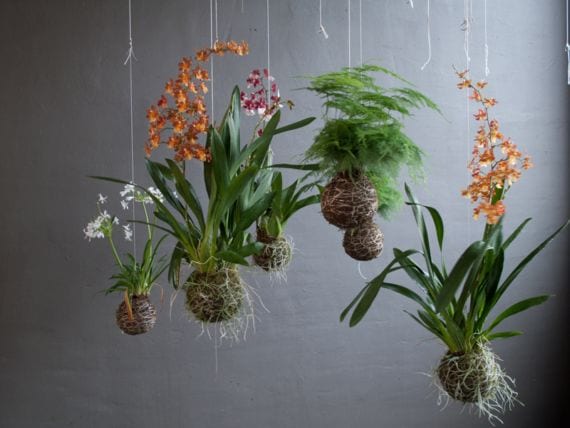 Kokedamas colgantes con plantas de interior