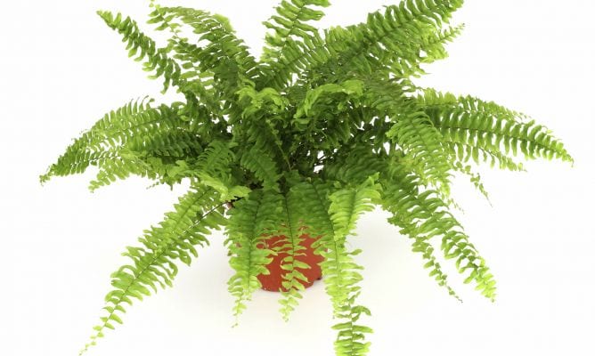 Helechos y plantas de hoja verde decorando un interior