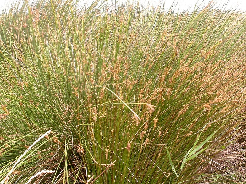 Detalle de las hojas cilíndricas y punzantes del Juncus maritimus