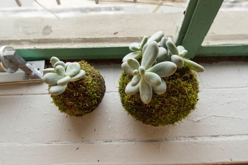 Kokedama colgado con hilo de algodón