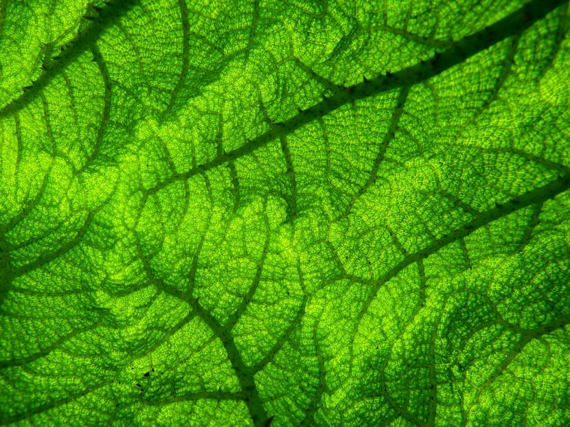 Hoja con los nervios verdes y el limbo amarillento, síntoma típico de carencia de hierro