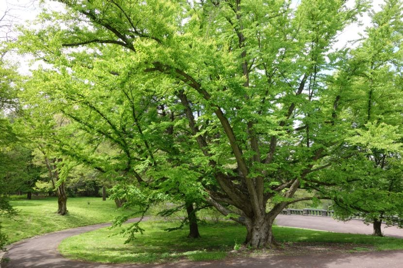 Cercidiphyllum japonicum, árbol de clima templado húmedo con follaje otoñal