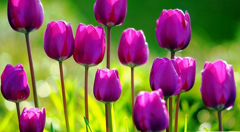 Campo de tulipanes en flor