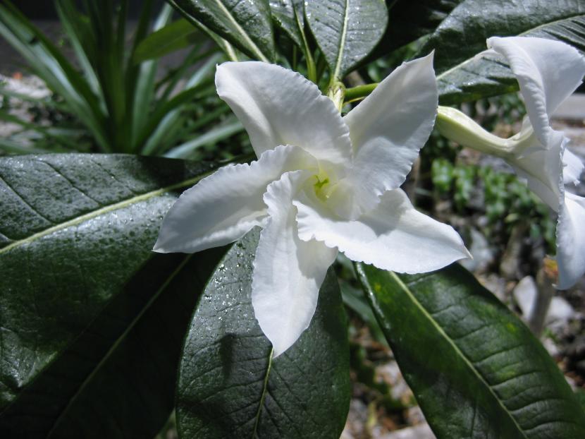 Pachypodium lamerei con su tronco espinoso y el penacho de hojas