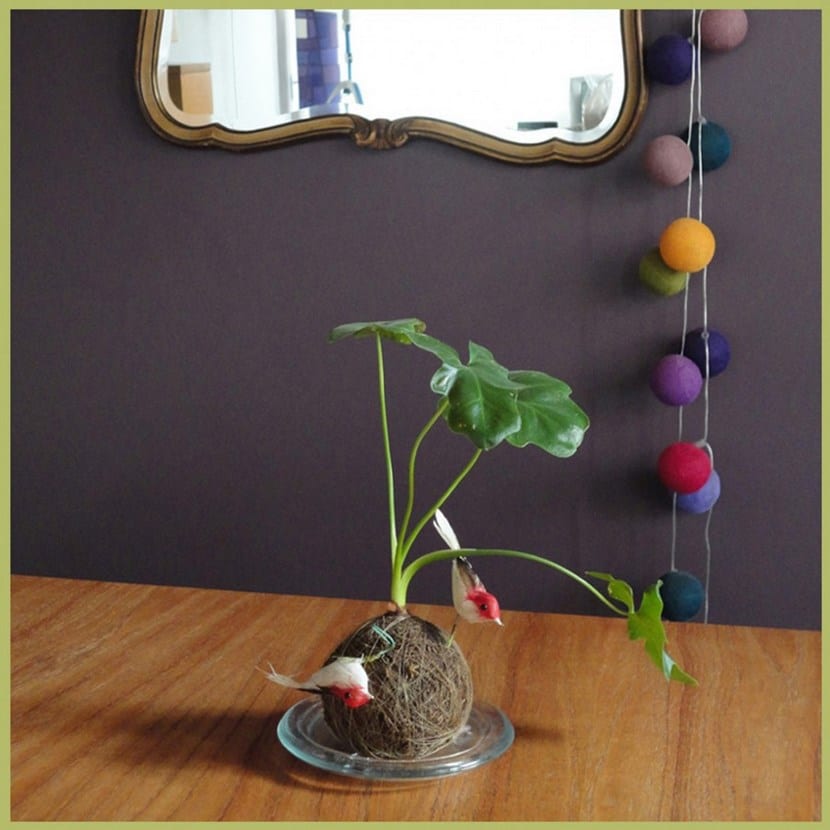 Kokedama de espatifilo en flor