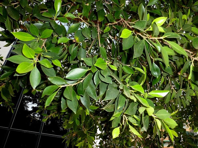 Hojas coriáceas y brillantes del laurel de la India