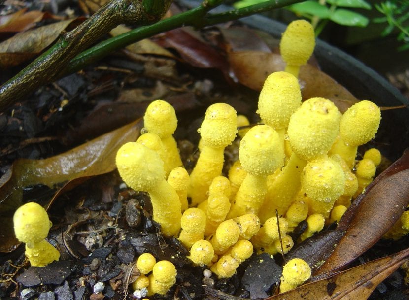 Ejemplares amarillos de Leucocoprinus birnbaumii creciendo en el sustrato de una maceta