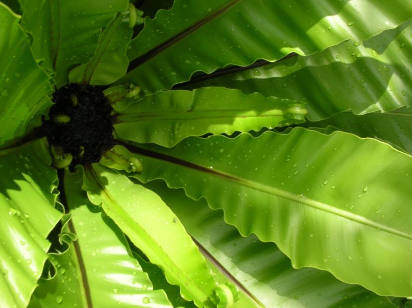 Asplenium nidus, helecho nido de ave, con sus frondas enteras formando una roseta