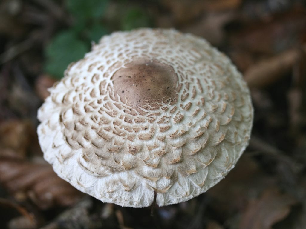 Chlorophyllum rhacodes, el apagador que sale en el jardín