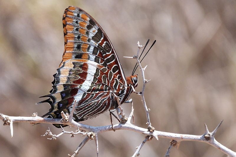 Mariposa del madroño posada mostrando el reverso jaspeado de las alas
