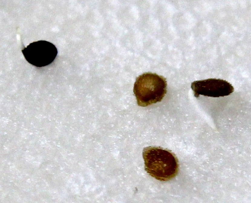 Semillas germinando sobre papel húmedo