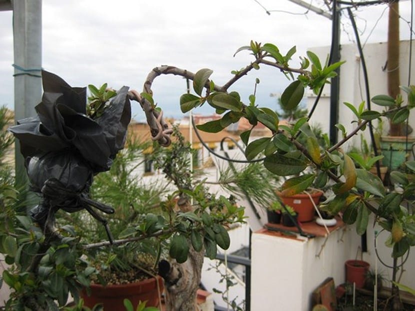 Acodo enraizado listo para separar de la planta madre