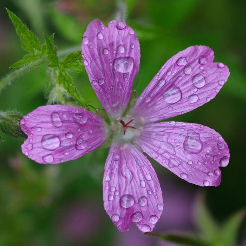 Gotas de agua sobre los pétalos de una flor