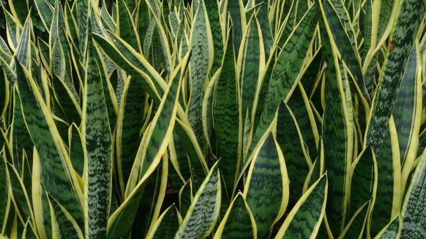 Hojas erguidas de sansevieria, hoy Dracaena trifasciata, con el borde amarillo del cultivar Laurentii