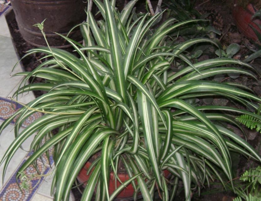 Cinta o Chlorophytum comosum con sus hojas arqueadas y estolones colgando