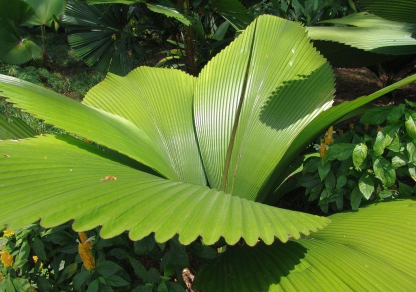 Palmera adulta plantada en jardín
