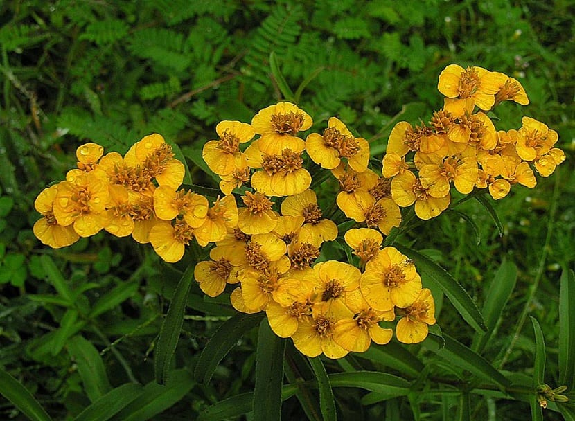 Mata de Tagetes lucida en flor