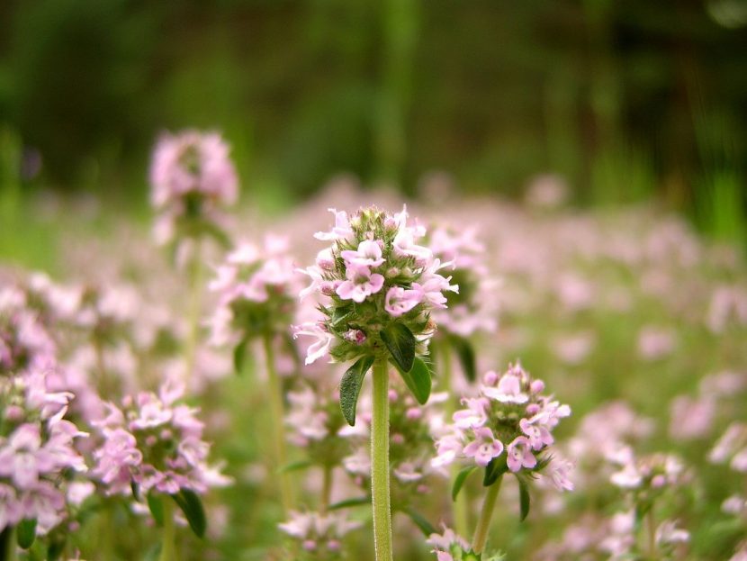 Flores de tomillo en primavera