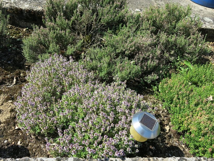 Mata de tomillo plantada en un jardín