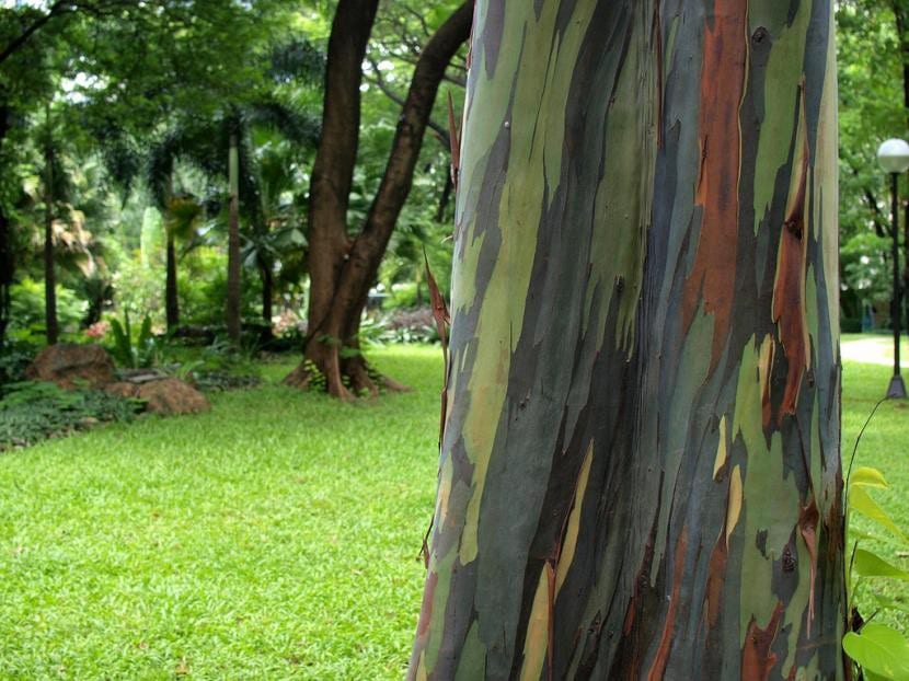 Tronco multicolor del eucalipto arcoíris, Eucalyptus deglupta