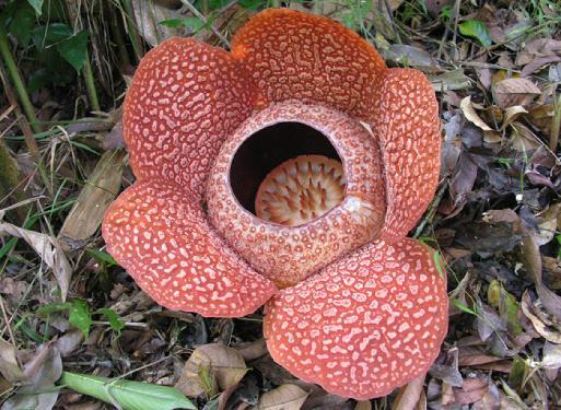 Planta carnívora con sus trampas abiertas