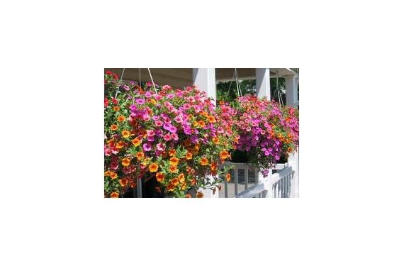 Plantas colgantes de interior: cuáles y cómo cuidarlas