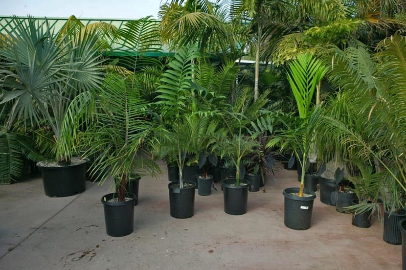 Plantas de interior en macetas