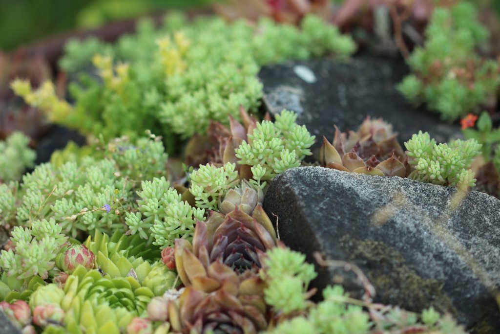 Rocalla plantada con suculentas y plantas en cojín entre piedras
