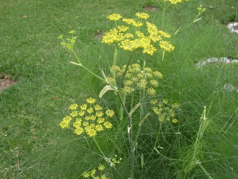 Hinojo en flor