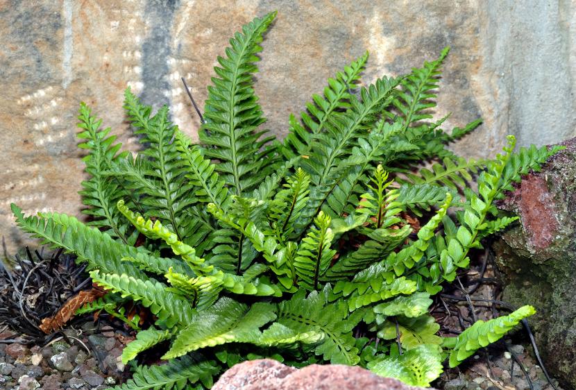 Asplenium marinum creciendo en grieta de roca