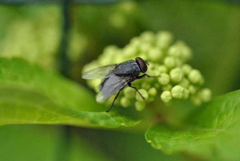 Mosca posada sobre una superficie