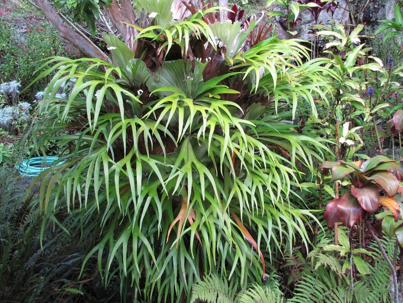 Platycerium bifurcatum montado sobre soporte