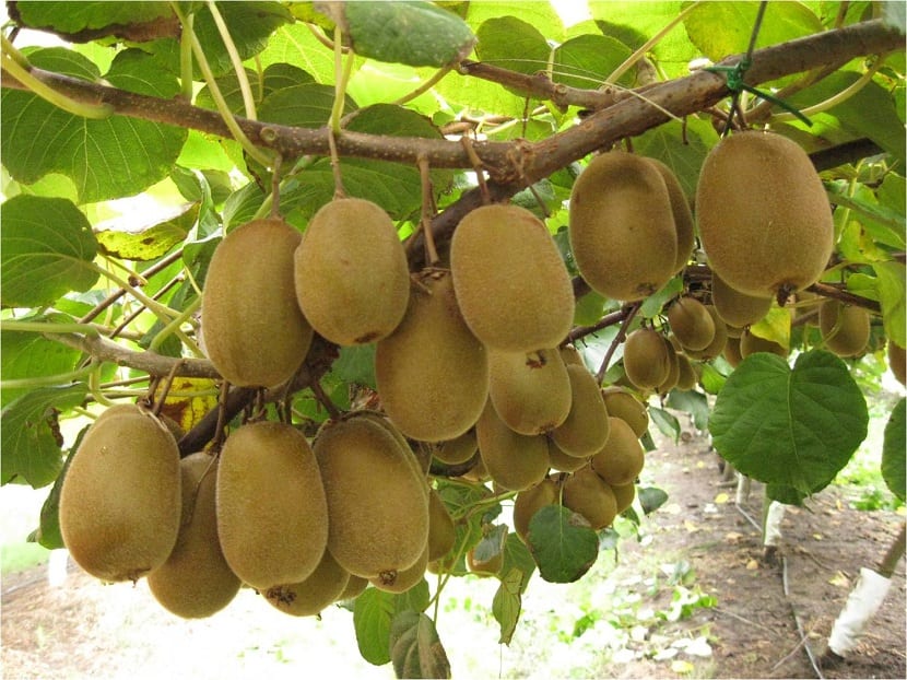 Cómo y cuándo podar el kiwi paso a paso
