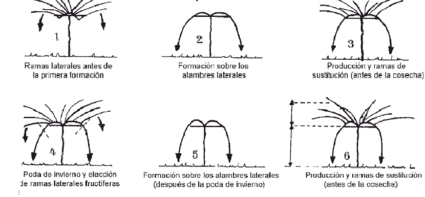 Esquema de la poda del kiwi sobre emparrado