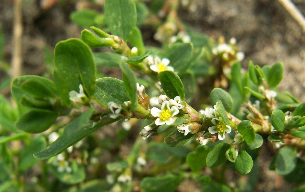 Polygonum aviculare: identificación, usos y cultivo