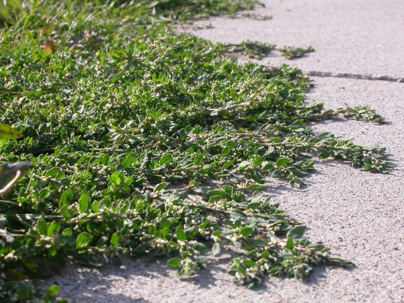 Mata postrada de Polygonum aviculare creciendo sobre suelo compactado