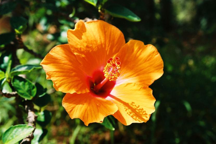 Hibisco en flor tras recuperar el crecimiento con un trasplante