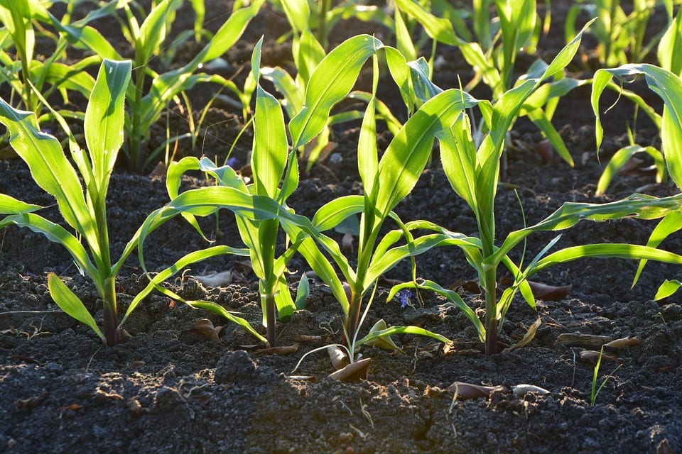 La tierra y las plantas: textura, aire y materia orgánica