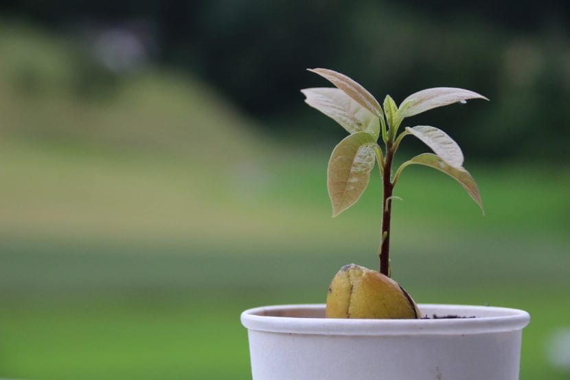 Aguacate cultivado en maceta