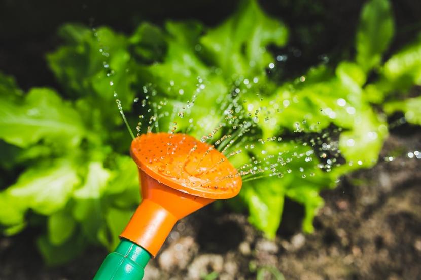 Por qué regar las plantas: para qué usan el agua